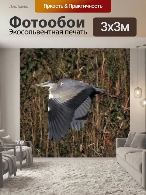 Фотообои Животное