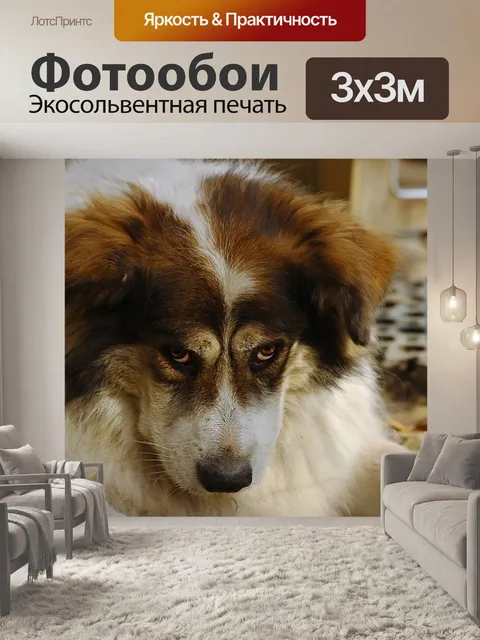 Фотообои Собака