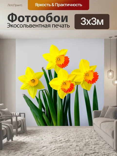 Фотообои цветы в стиле минимализм с простыми векторными изображениями нарциссов
