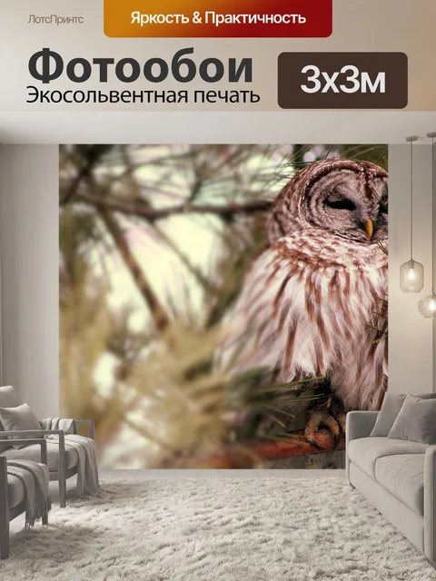 Фотообои Сова