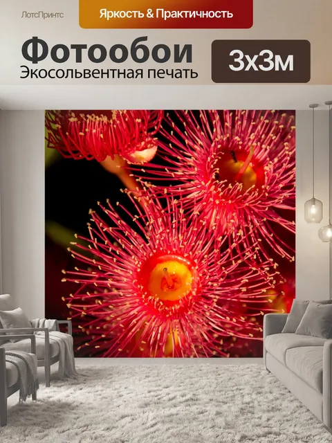 Фотообои Цветы эвкалипта