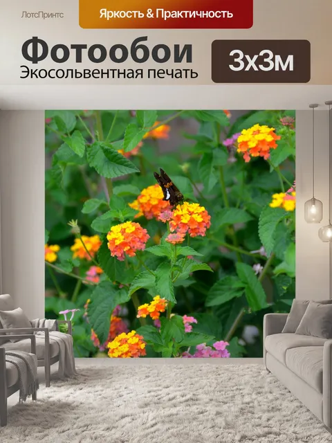 Фотообои Моль Бабочка