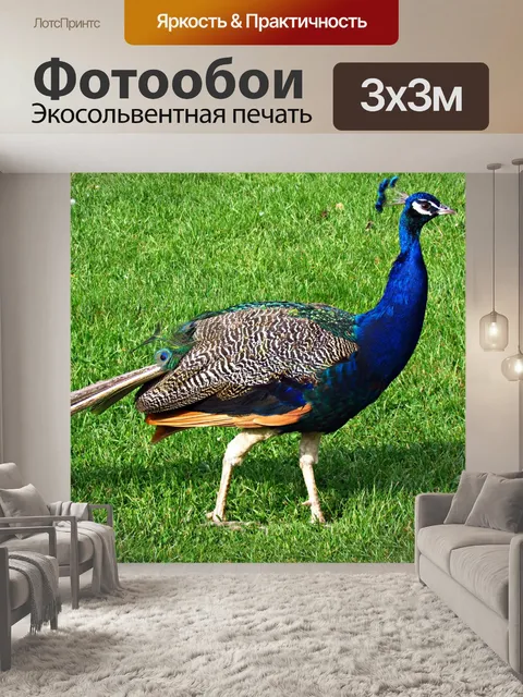 Фотообои Павлин