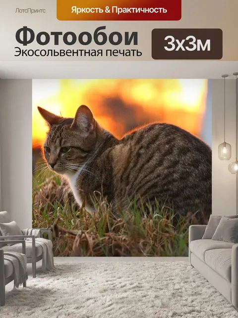 Фотообои Кот