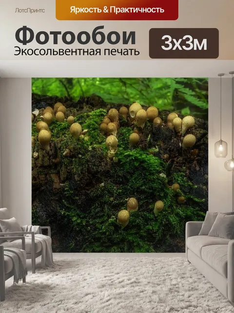 Фотообои Гриб