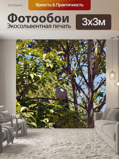 Фотообои Утренний голубь в дереве