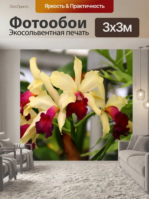Фотообои Орхидеи