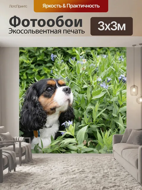 Фотообои Собака
