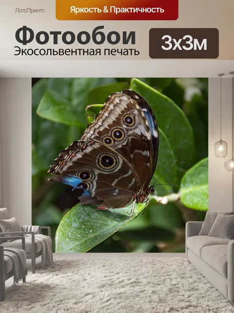 Фотообои гигантская сова бабочка