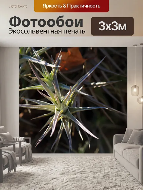 Фотообои солнечный свет на листьях эпифита