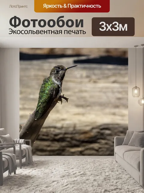 Фотообои колибри зеленого цвета