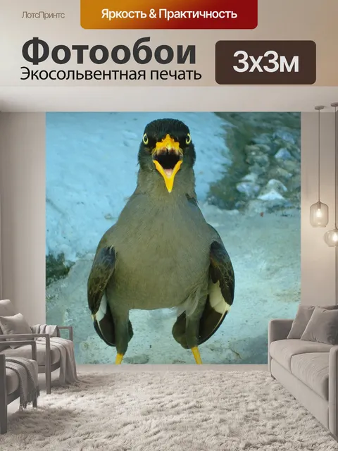 Фотообои Джаван майны