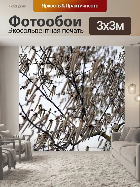 Фотообои Береза