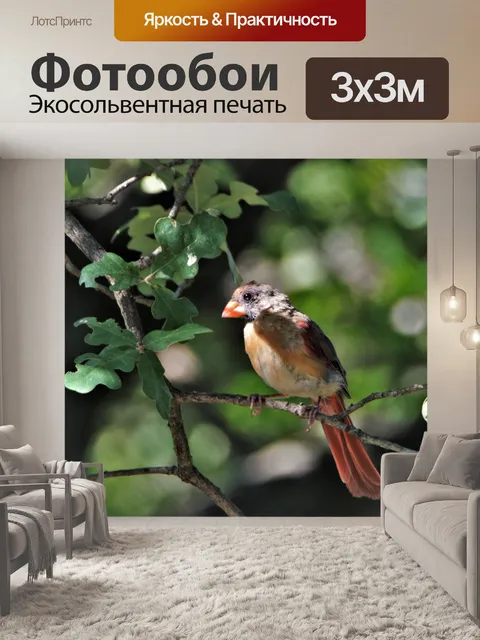 Фотообои Линька кардинальная птица-самка
