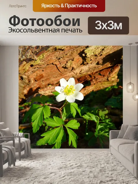Фотообои Древесные анемоны