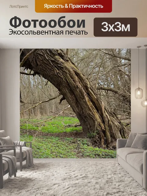 Фотообои Лес