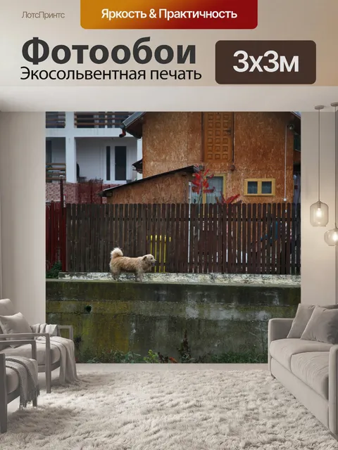 Фотообои Собака