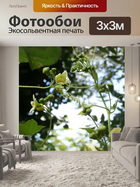 Фотообои Дикий цветок