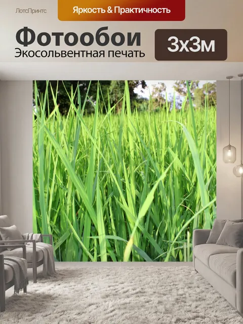 Фотообои Зеленое рисовое поле