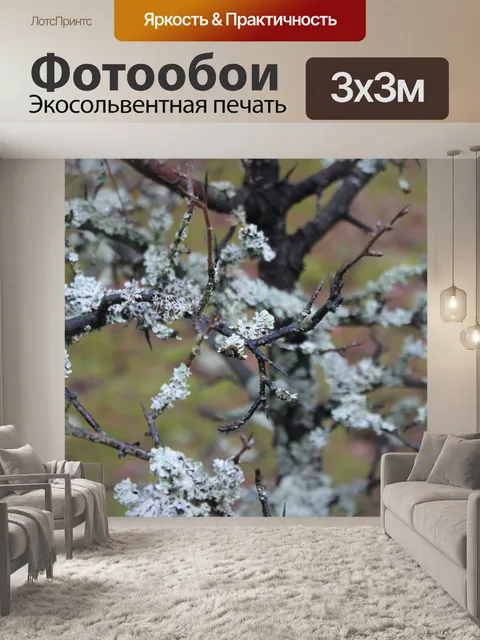 Фотообои Лес