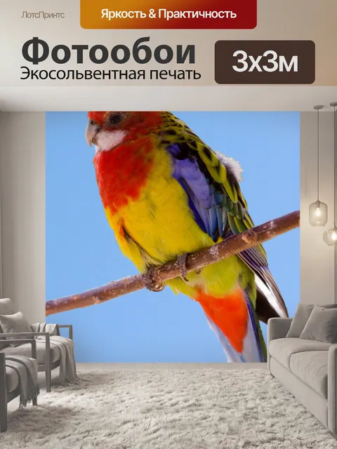 Фотообои Красочные птицы