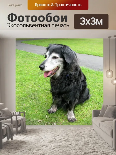 Фотообои Старшая собака
