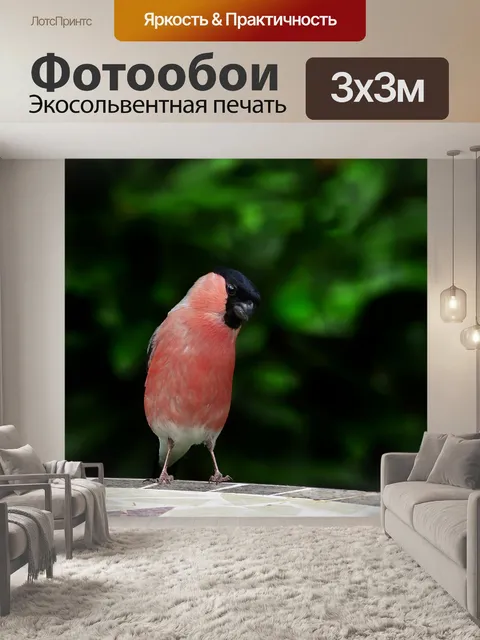 Фотообои Птица