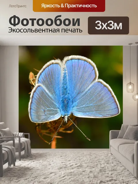 Фотообои Бабочки