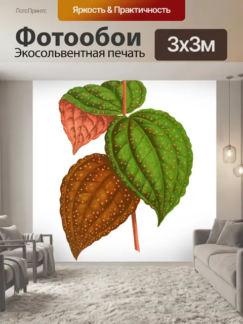 Фотообои Листва лист растение прозрачный