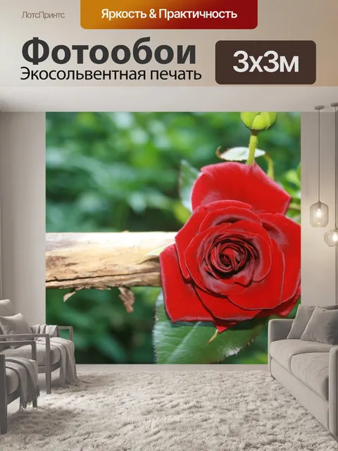Фотообои Роза
