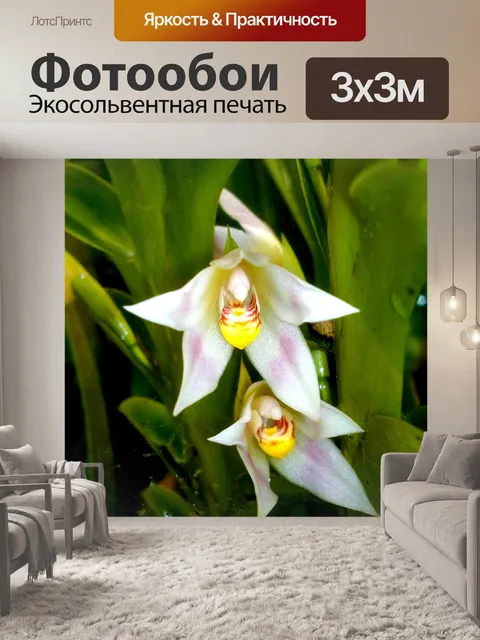Фотообои Орхидеи