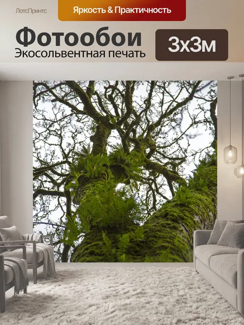 Фотообои Старое дерево