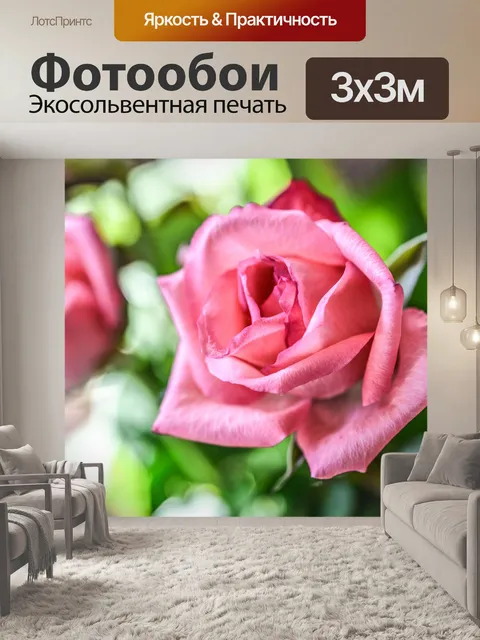 Фотообои Цветок роза