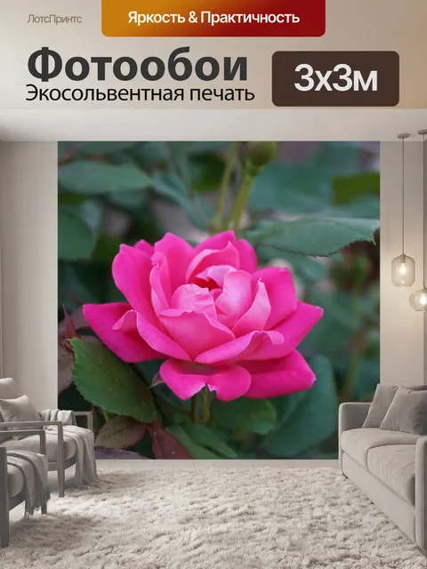 Фотообои Роза