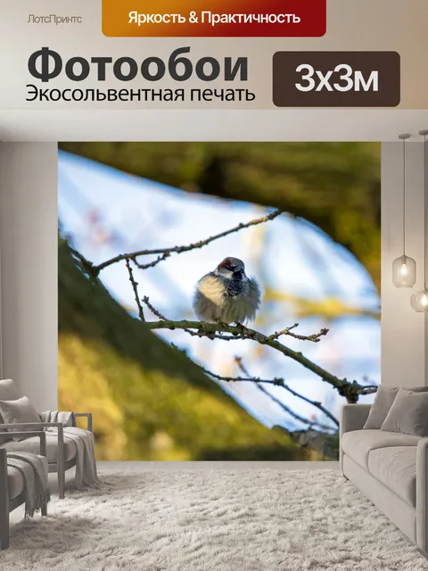 Фотообои Деревенский воробей Прохожий montanus