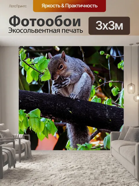 Фотообои Белка