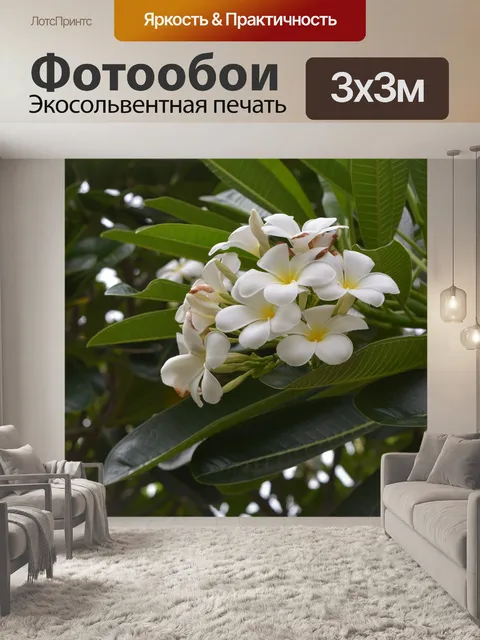 Фотообои Цветы франжипани