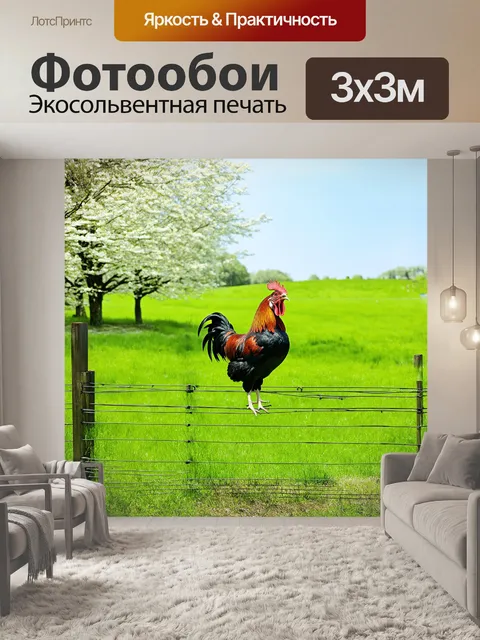 Фотообои в ясный весенний день петух стоит на высоком плетеном заборе, распевая свою утреннюю песню