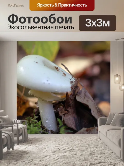 Фотообои Гриб