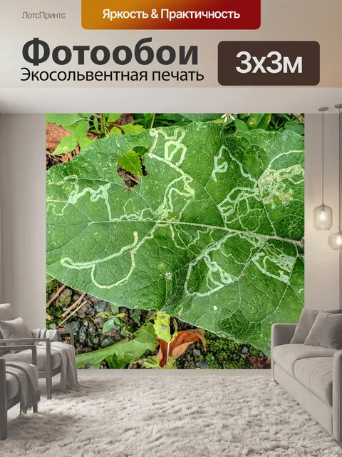 Фотообои Уличная тропа на листе