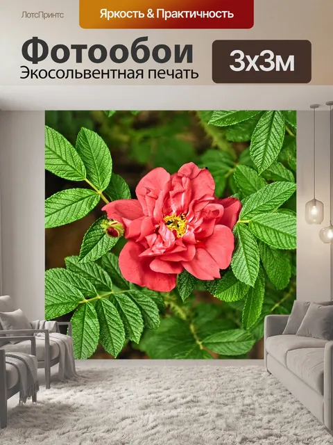 Фотообои Роза