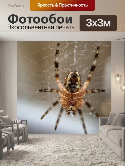 Фотообои Паук