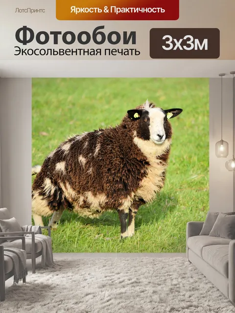 Фотообои Чики взгляд