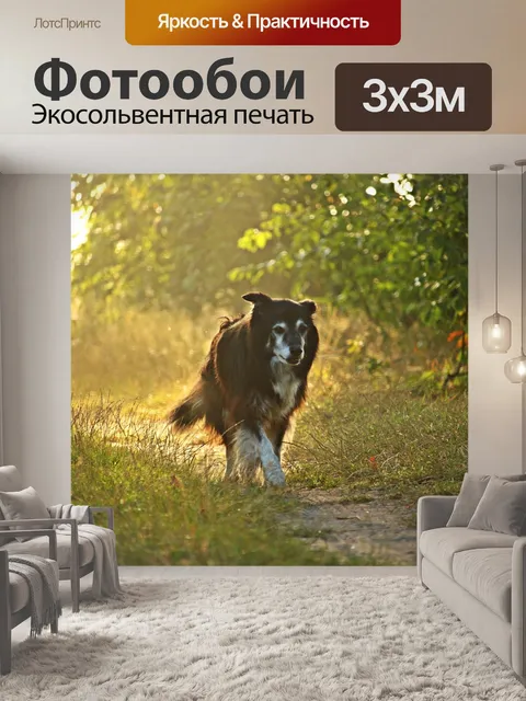 Фотообои Собака