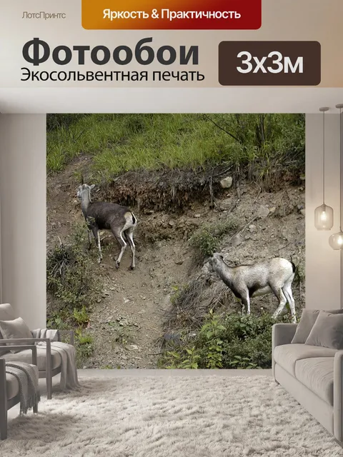 Фотообои Гора