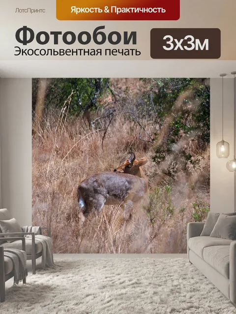 Фотообои тростник южный в увядшей траве