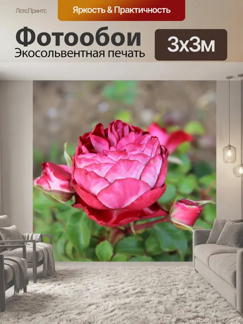 Фотообои Роза