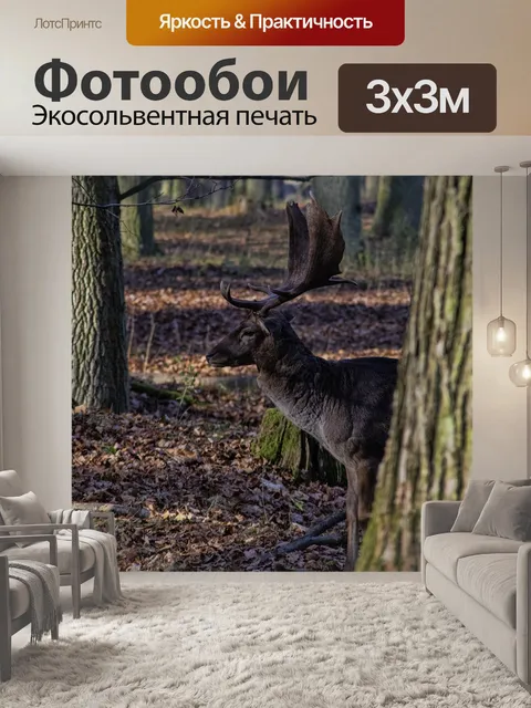 Фотообои Лес