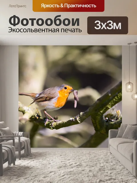 Фотообои Робин, Erithacus rubecula