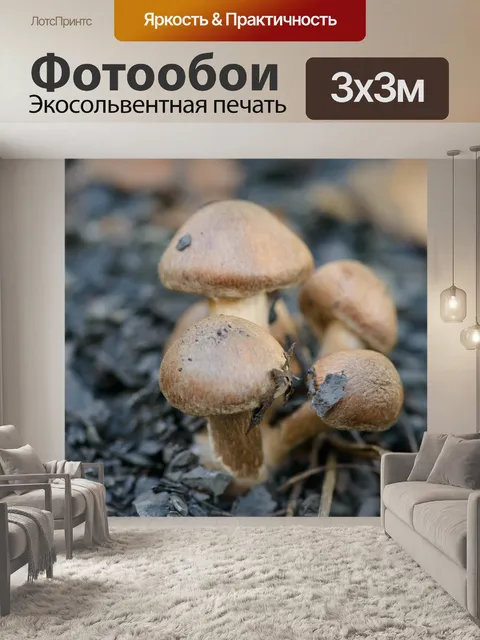 Фотообои Грибы 1